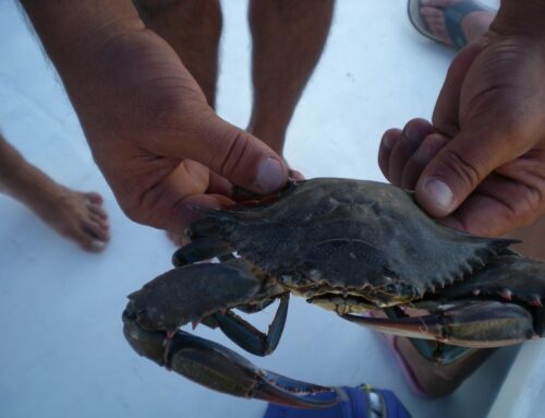 Yengeç ve Balık Avlama Turu